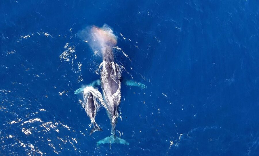Naha, Okinawa: Kerama Islands Half-Day Whale Watching Tour - Key points to know before booking