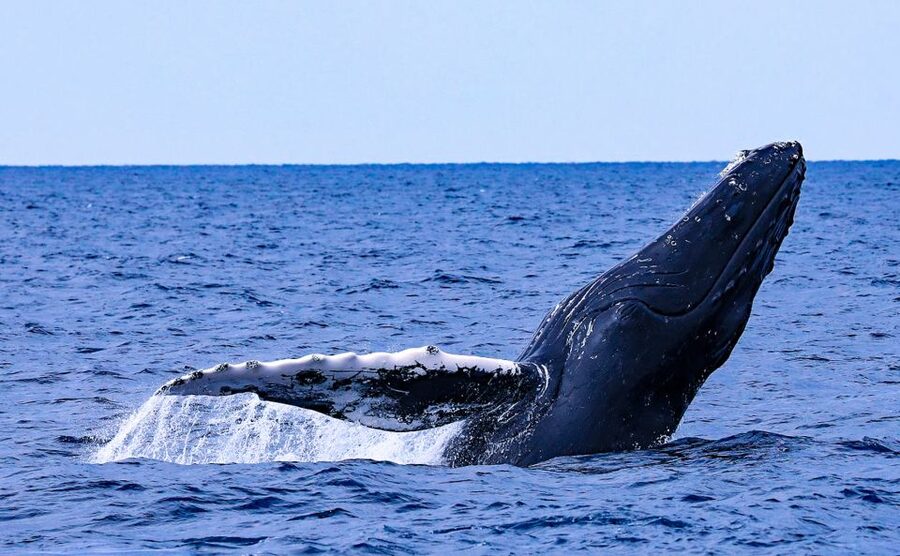 Naha, Okinawa: Kerama Islands Half-Day Whale Watching Tour - Four hours on the water, with about an hour focused on whales