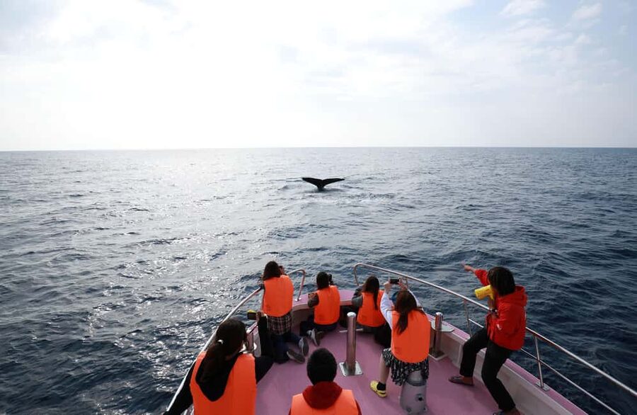 Naha, Okinawa: Kerama Islands Half-Day Whale Watching Tour - Boat comfort, wind, and seasickness