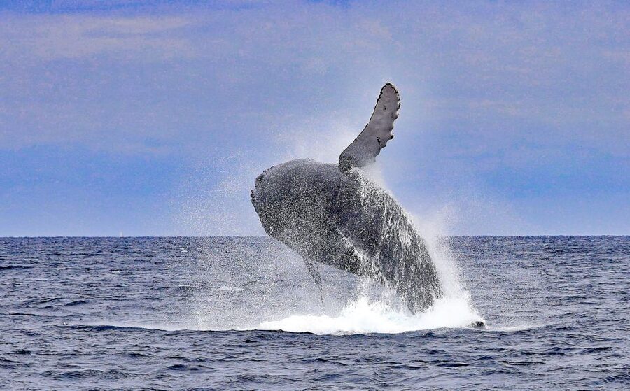 Naha, Okinawa: Kerama Islands Half-Day Whale Watching Tour - Should you book Marine House SEASIR?