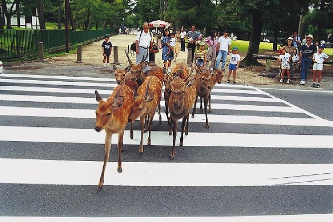 Nara Afternoon Tour from Kyoto or Osaka - Key points to know before you book