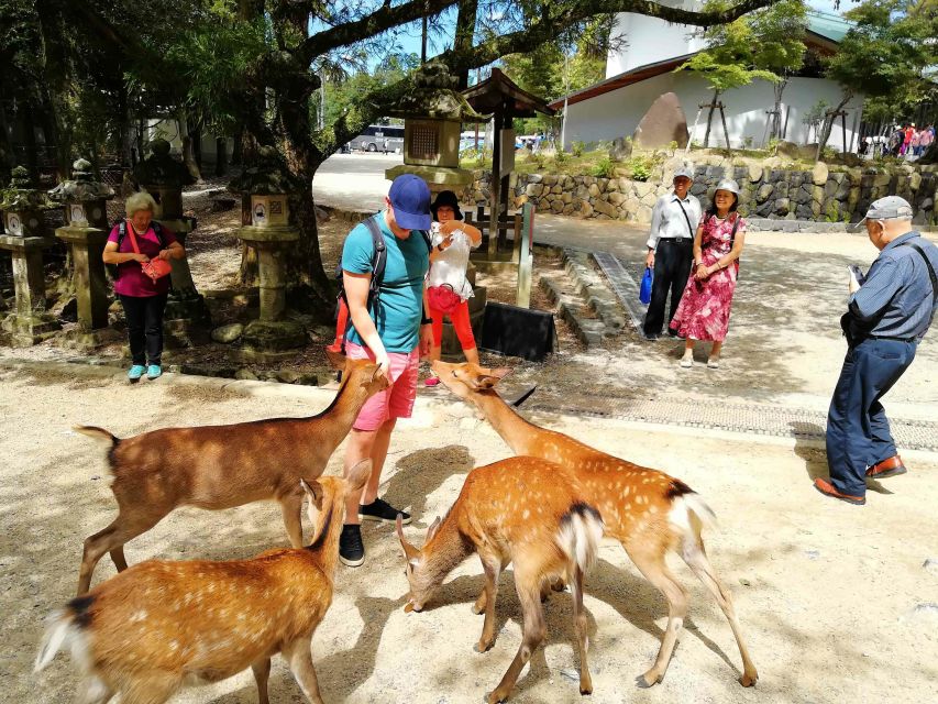 Nara: City Highlights Shared Group or Private Bike Tour - What the $70 price gets you