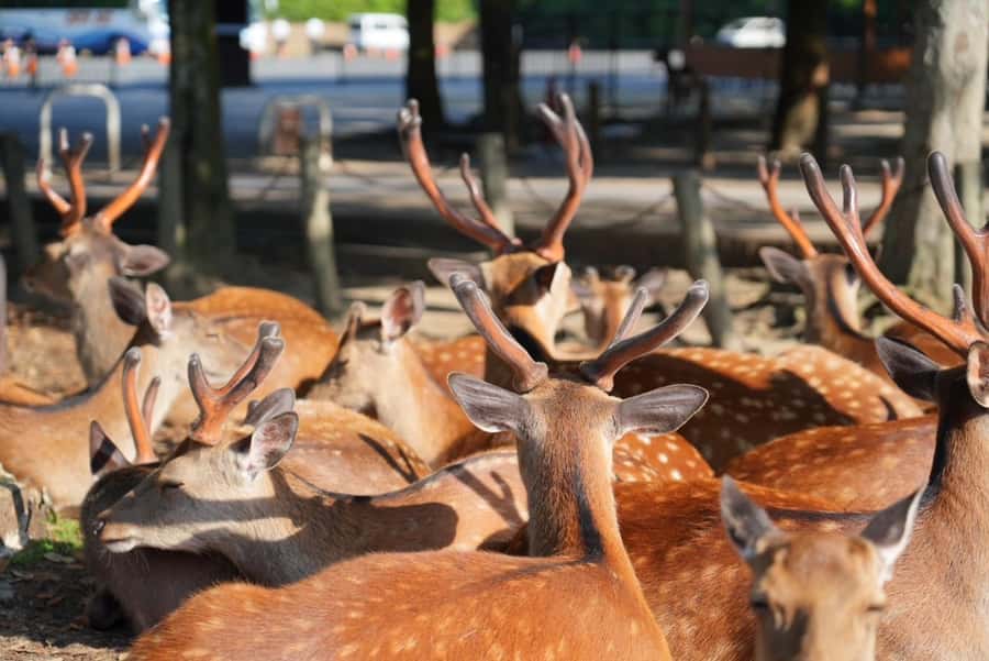 Nara Early Bird Tour (Kyoto Departure Option Available) - Why the early start changes Nara