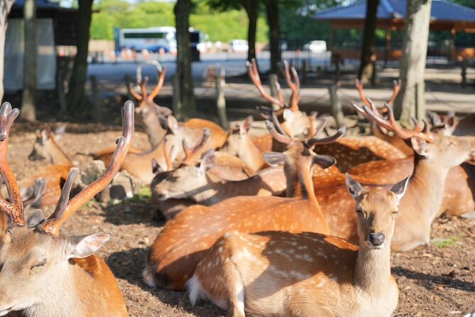 Nara Early Morning Tour (Kyoto or Osaka Departure Available) - Why an early Nara visit makes sense