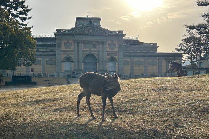 Nara Early Morning Tour (Kyoto or Osaka Departure Available) - What the guide adds to the morning