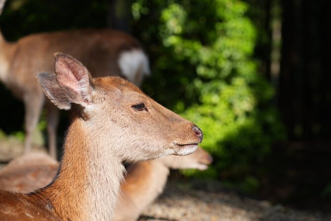 Nara Early Morning Tour (Kyoto or Osaka Departure Available) - Who will get the most from this tour