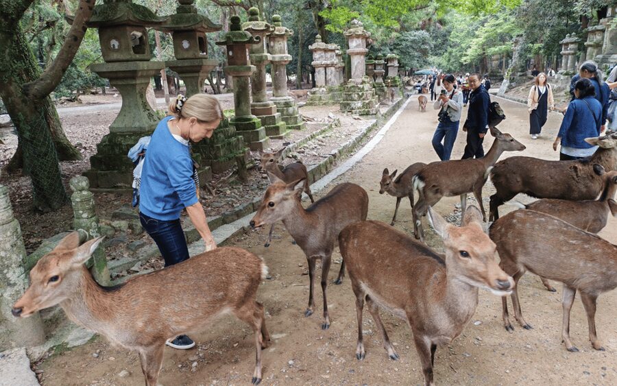 Nara: Great Buddha, Kasuga Shrine & Deer Park Tour - Feeding the deer in Nara Park