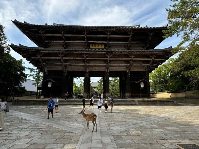 Nara: Great Buddha, Kasuga Shrine & Deer Park Tour - How the walking pace affects your day