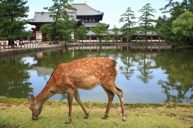 Nara Half Day Trip Walking Tour (Private Option Available) - Why this five-hour Nara walk works so well