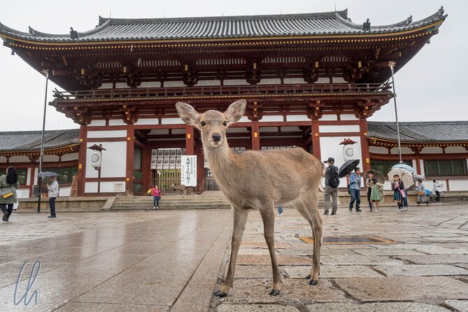 Nara Park, Osaka & Kobe from Kyoto Full Day tour - Osaka Castle and the one-hour photo stop