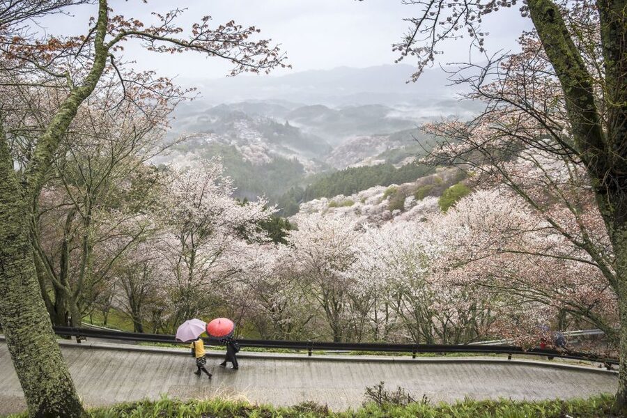 Nara: Private Walking Tour with a Local - A private start at JR Nara Station or Naramachi