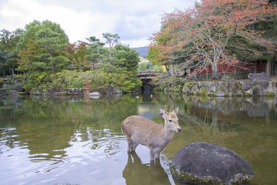 Nara: Private Walking Tour with a Local - Letting your interests set the route