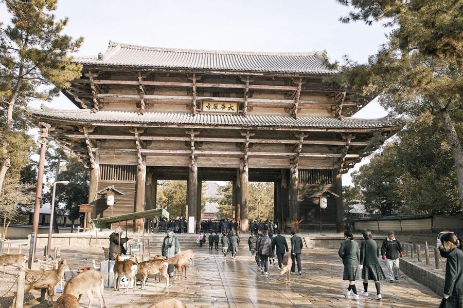 Nara: Private Walking Tour with a Local - Seeing famous Nara with room to wander