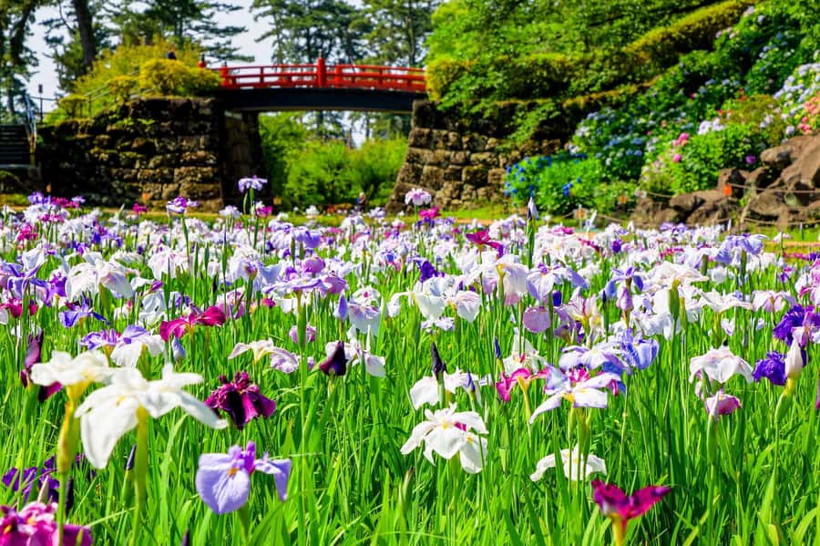 Odawara: Guided Ninja & Samurai Tour of Odawara Castle - Why this Odawara tour works so well