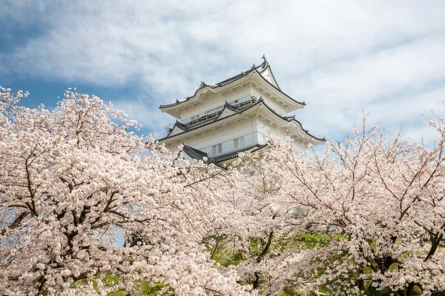 Odawara: Guided Ninja & Samurai Tour of Odawara Castle - Starting at the Ninja Museum entrance