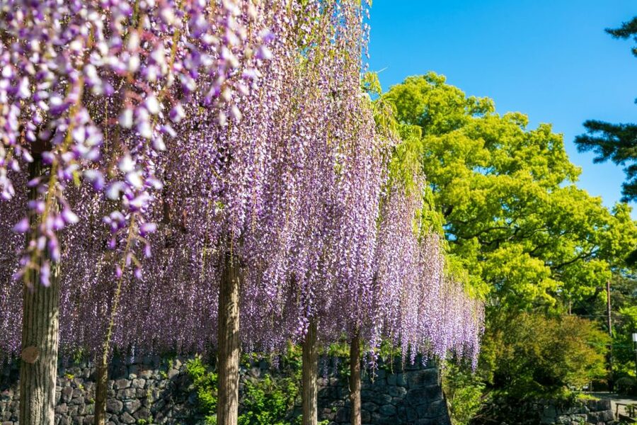 Odawara: Odawara Castle Tenshukaku Entrance Ticket - Key points to know before you go