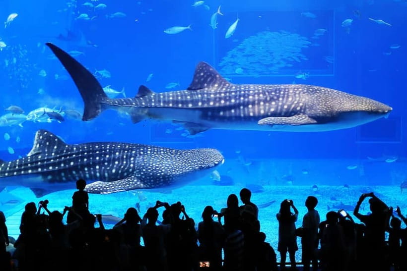 Okinawa: Churaumi Aquarium, Ryukyu Village & Manza Bus Tour - Okashigoten and the Beniimo Tart stop