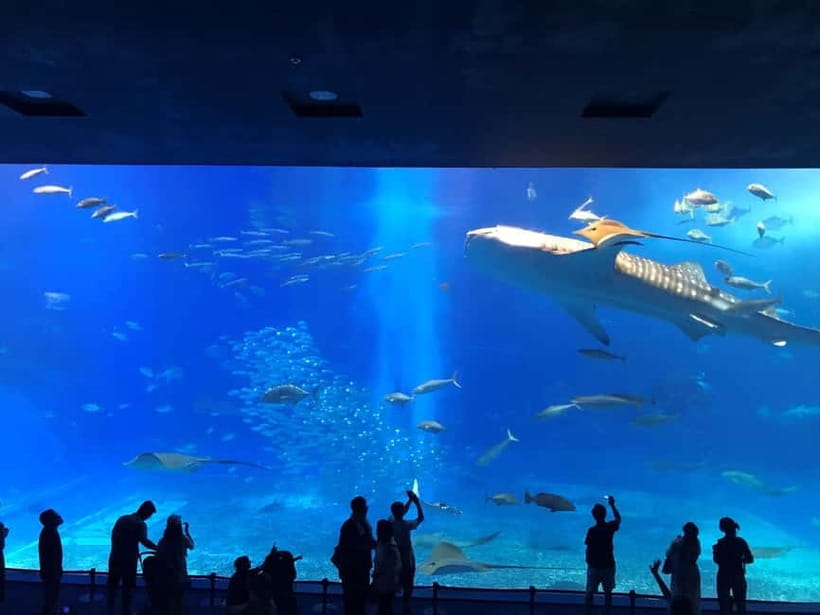 Okinawa Churaumi or Tropical, Kouri American Village BusTour - The tour at a glance