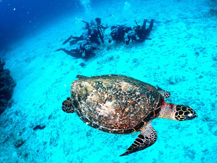 Okinawa: From Naha: Kerama Islands 1-day snorkeling tour - Is $81 a fair price?