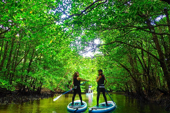Okinawa Iriomote Mangrove SUP or Canoe Tour - Following the mangrove channels
