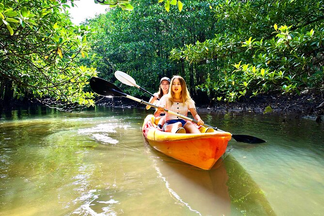 Okinawa Iriomote Mangrove SUP or Canoe Tour - Should you book the Iriomote mangrove tour?