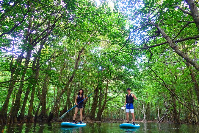 Okinawa Iriomote Mangrove SUP or Canoe Tour - Free photos without carrying a camera