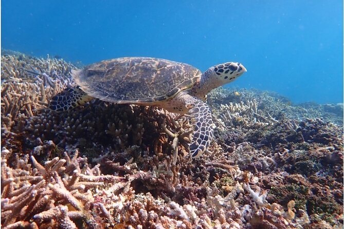 Okinawa Iriomote Snorkeling Tour at Coral Island - Beginner support and water safety