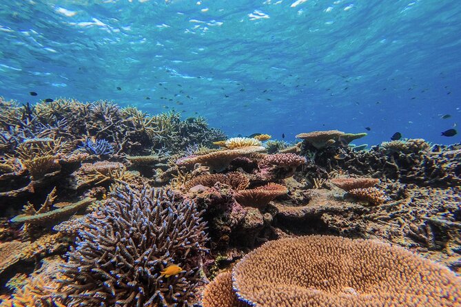 Okinawa Iriomote Snorkeling Tour at Coral Island - What your two hours look like