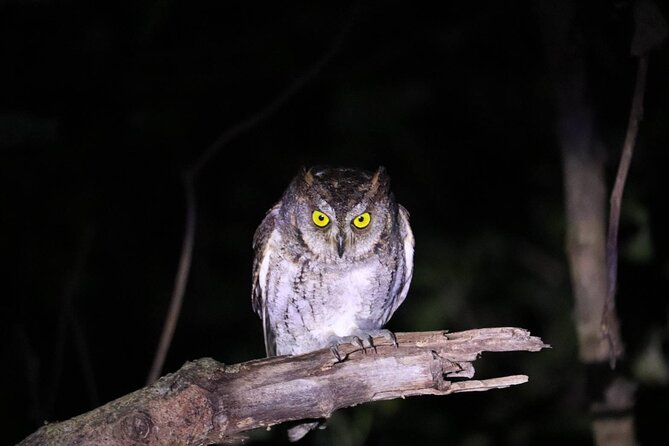 Okinawa Ishigaki Island Night Starry sky and Jungle night tour - The beach stop and Ishigaki’s dark sky