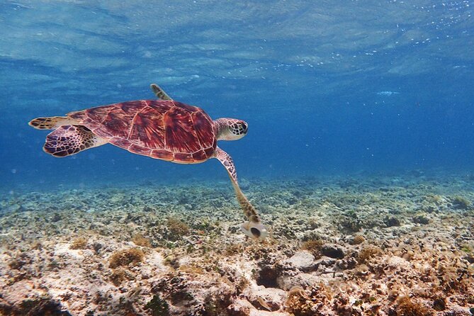 Okinawa Ishigaki Kabira Bay SUP or Canoe and Blue Cave Snorkeling - What to wear and what to bring