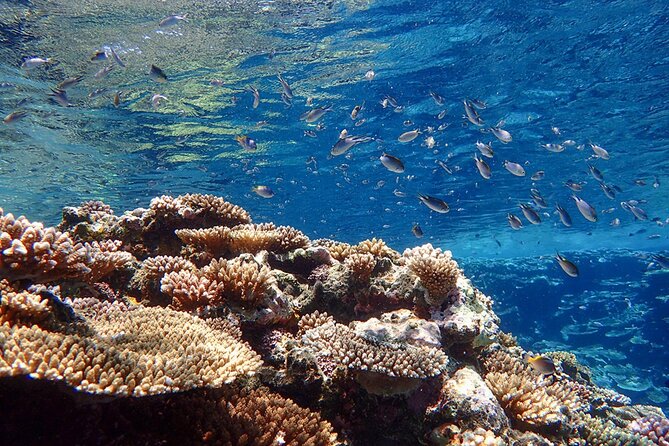 Okinawa Ishigaki Kabira Bay SUP or Canoe and Blue Cave Snorkeling - Who should book this Ishigaki outing?