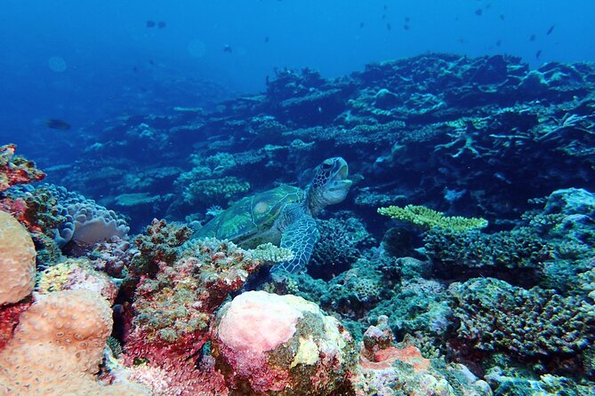 Okinawa Ishigaki Phantom Island and Blue Cave Snorkeling - Starting from Ishigaki Island