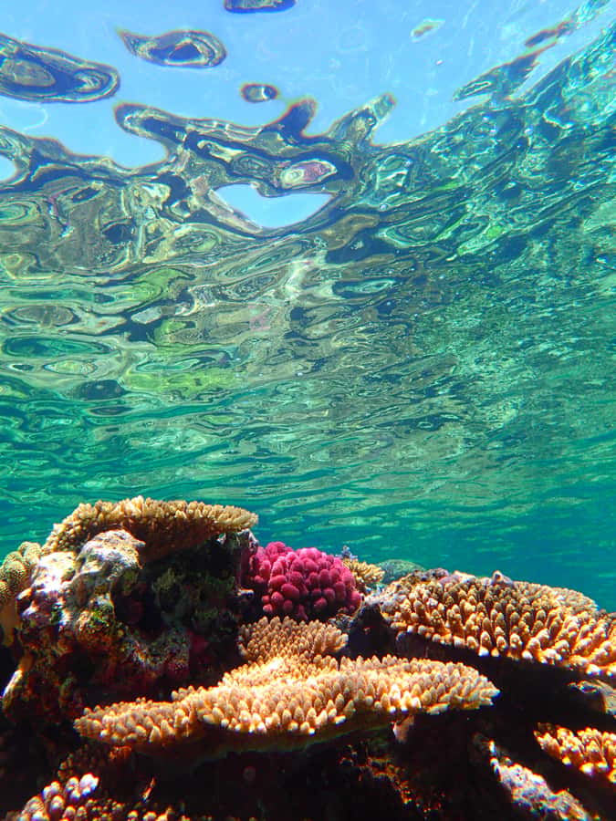 Okinawa : Kerama Whole Day Snorkeling Tour From Chatan/Naha - Beginner-friendly, with firm safety rules