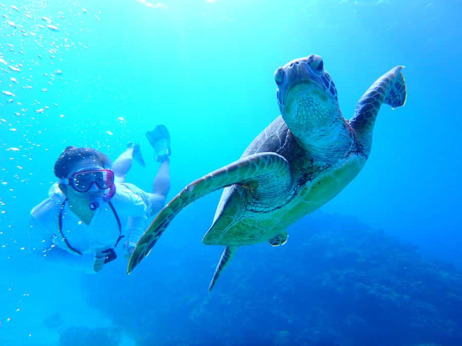Okinawa : Kerama Whole Day Snorkeling Tour From Chatan/Naha - Choosing Chatan or Naha for your departure