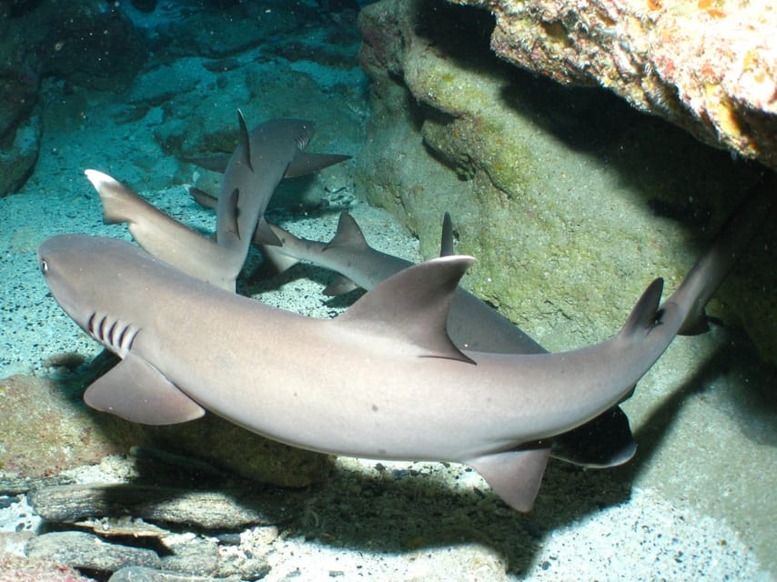 Okinawa: Naha: 1 day Kerama Islands diving‣ license required - What is included, and what still costs extra