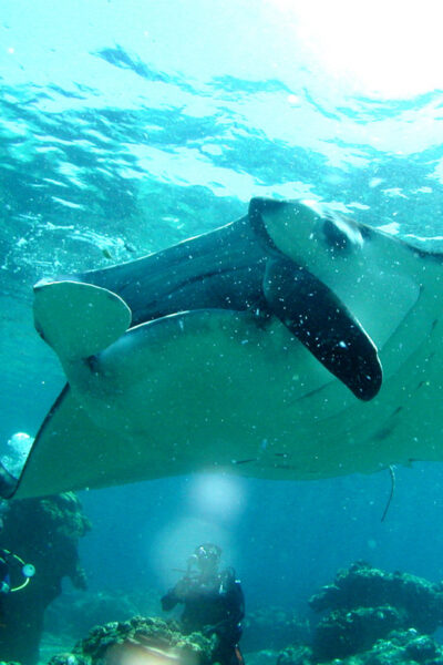 Naha: 1 day Kerama Islands diving‣ license required