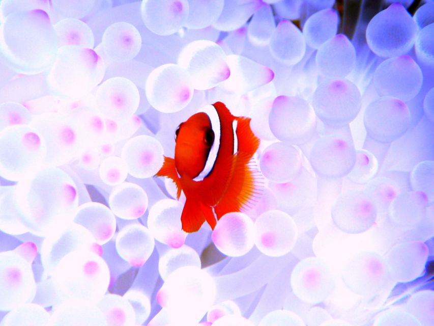 Okinawa: Naha: 1 day Kerama Islands diving‣ license required - Equipment checks and instructor communication