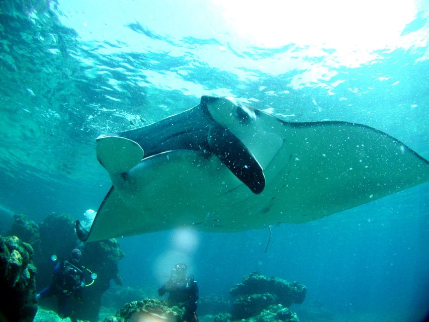 Okinawa: Naha: 1 day Kerama Islands diving‣ license required - Seasonal planning and small practical details