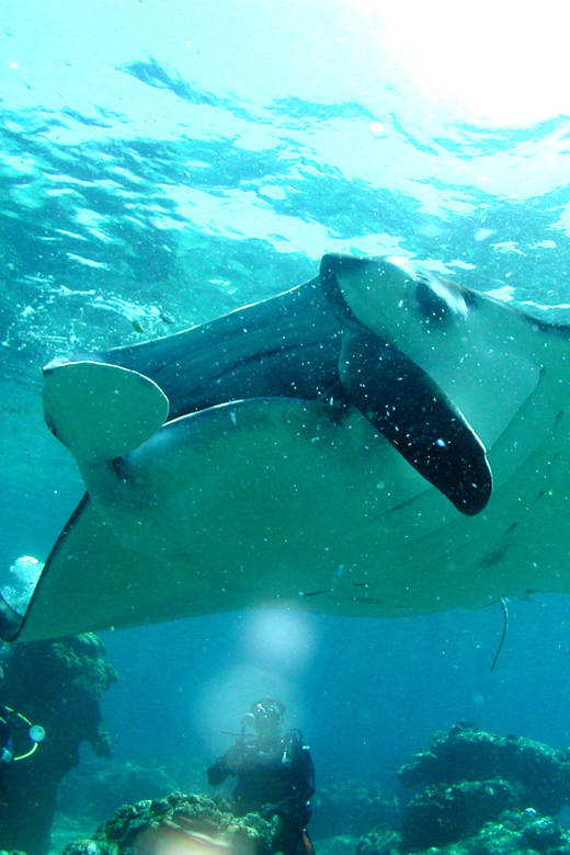Okinawa: Naha: 1 day Kerama Islands diving‣ license required - Three underwater sites around Tokashiki, Zamami, or Aka
