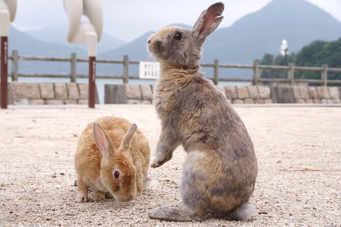 Okunoshima Rabbit Island Cycling Tour with Local Guide - Why Okunoshima is more than a rabbit stop