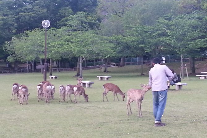 One-Day Walking Tour of Amazing 8th Century Capital Nara - Why this Nara day works so well