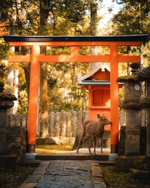Osaka: Kyoto and Nara Private Day Trip - One long day linking Nara and Kyoto