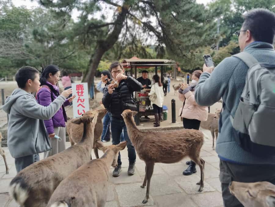Osaka/Kyoto: Arashiyama, Nara & Fushimi Inari Shrine w/Lunch - Nara Park: deer, crackers, and a little caution