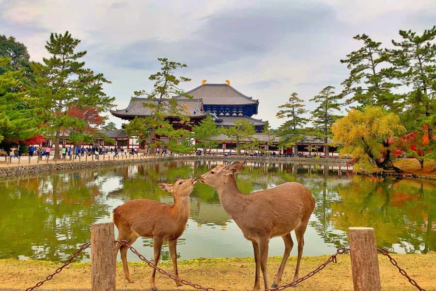Osaka/Kyoto: Arashiyama, Nara & Fushimi Inari Shrine w/Lunch - The guides: useful personalities, but not a guaranteed cast