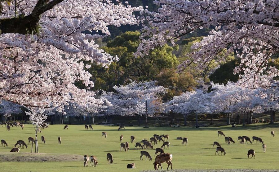 Osaka/Kyoto: Arashiyama, Nara Park, Fushimi Shrine Tour - Three major sights without three separate plans