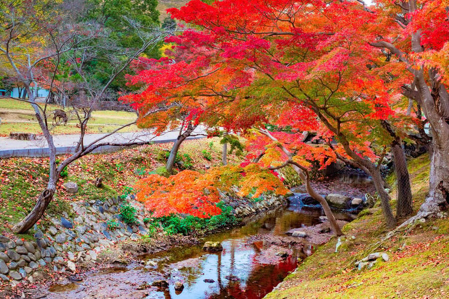 Osaka/Kyoto: Katsuoji, Kinkakuji, Arashiyama 1-Day Bus Tour - Food, timing, and what to carry