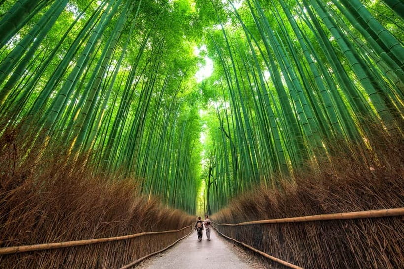 Osaka/Kyoto: Katsuoji, Kinkakuji, Arashiyama 1-Day Bus Tour - Is $56 good value?
