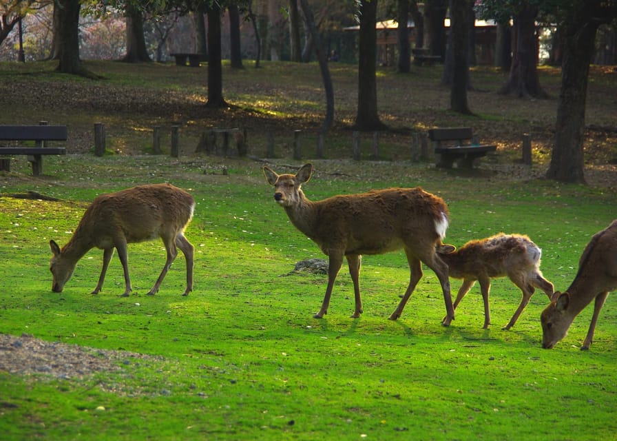 Osaka/Kyoto:Kinkakuji,Arashiyama,FushimiInariShrine,NaraPark - Practical details that affect your decision