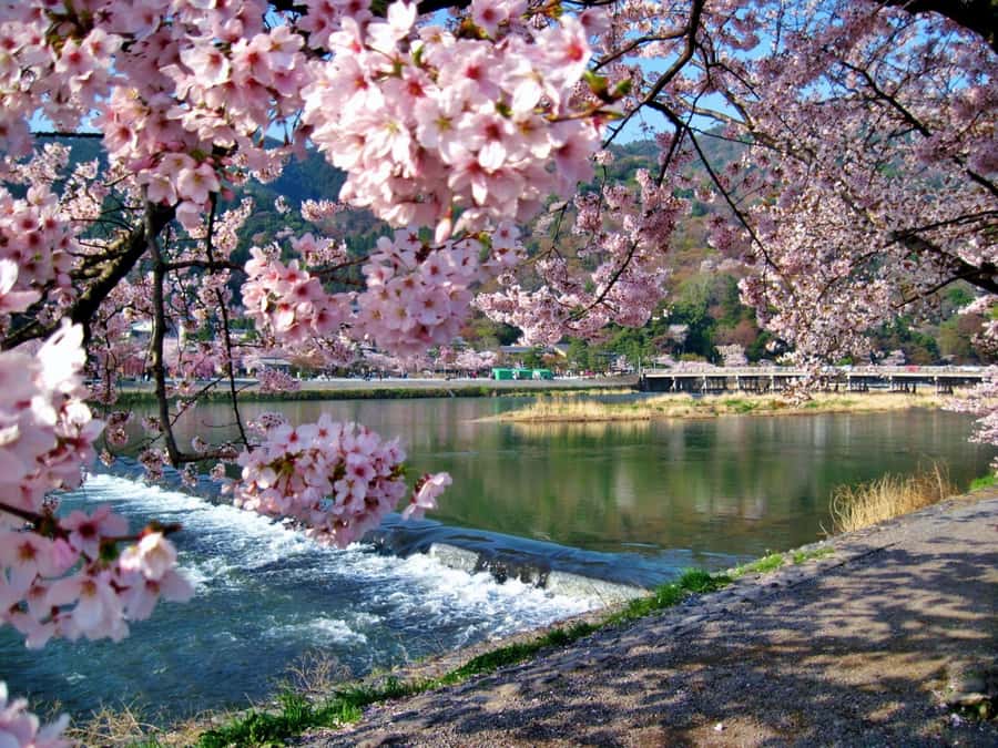 Osaka/Kyoto:Kinkakuji,Arashiyama,FushimiInariShrine,NaraPark - Arashiyama: bamboo, food, and a tight choice