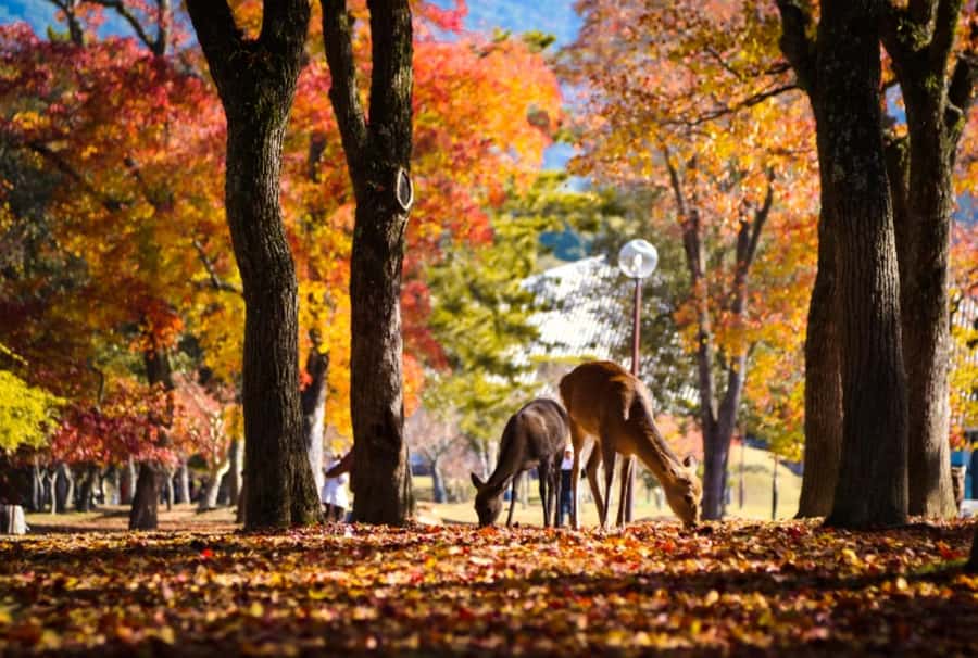 Osaka/Kyoto:Kinkakuji,Arashiyama,FushimiInariShrine,NaraPark - The pace, group size, and guide style